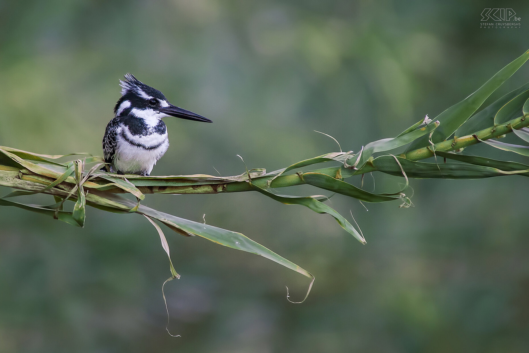 Debre Zeit - Bonte ijsvogel Met een kano gingen we het meer op en konden aalscholvers, reigers en deze bonte ijsvogel (Pied Kingfisher, Ceryle rudis) fotograferen. Stefan Cruysberghs